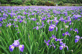 Iris field with forest in background