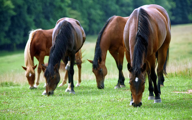 Beautiful Brown Horse Wallpapers