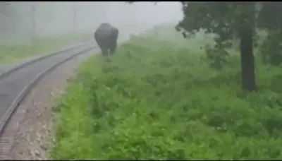 Elephant