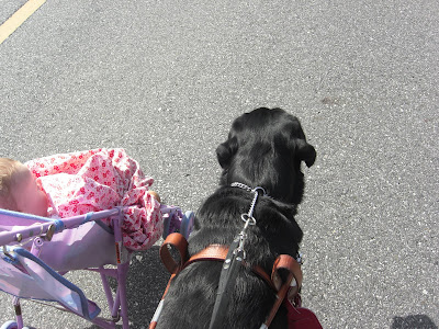 Picture of Al in harness walking beside the baby stroller (I'm walking him - my sister is pushing the stroller)