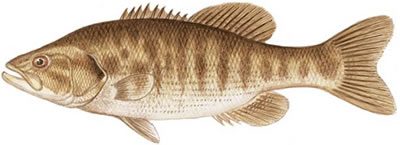 Fish Identification: Guadalupe Bass (Micropterus punctulatus)