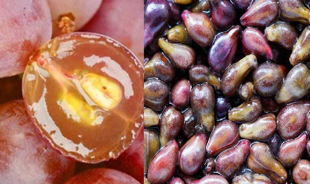 Cancer Treatment :Grapes Seed