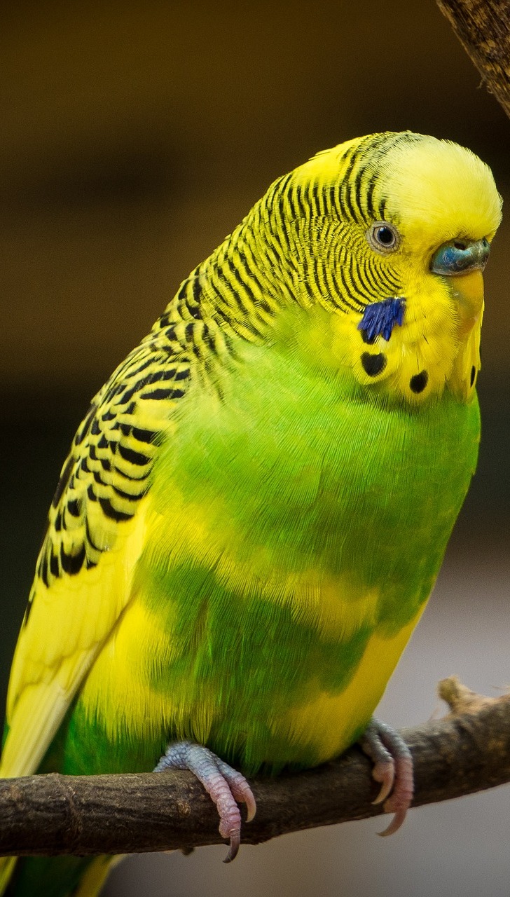 Picture of a colorful budgerigar.