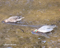 Eurasian teals foraging on Onda River, Naruse, Machida, Japan – © Denise Motard