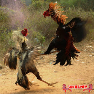 Atasi Ayam yang Terkena Pukulan Jiling