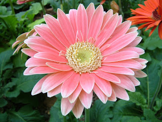 Een roze Gerbera