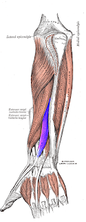 extensor pollicis longus muscle