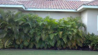 Dypsis lutescens