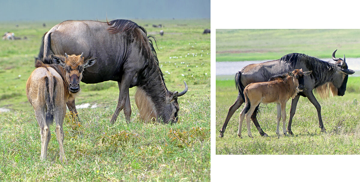 two different quality photos showing a pair of wildebeests grazing in the grasses of the Ngorongoro Crater