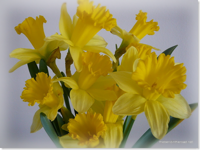 My Sweet Girl's Daffies 2