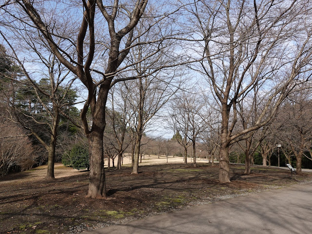 とっとり花回廊　桜の広場