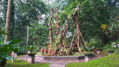 Taman Anggrek Hitam Kebun Raya Bogor