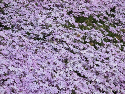 Phlox