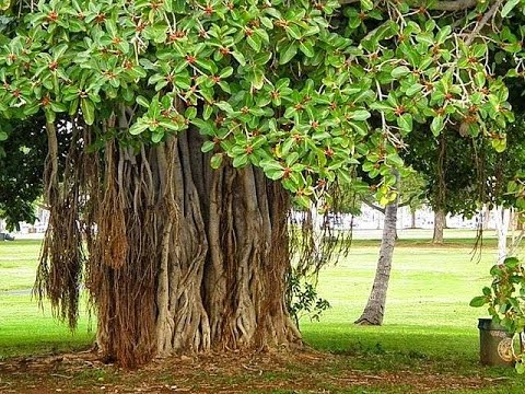 राष्‍ट्रीय पेड़ (National Tree)
