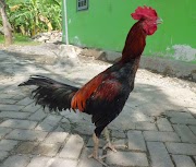 Populer 20+ Koleksi Ayam Bangkok