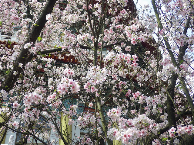 Tianyuan Temple cherry blossom