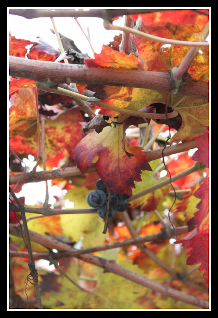 Viti e vigne a Solopaca-Benevento