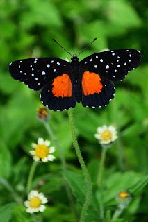 Butterfly with red marks on wings