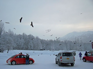 eagle paradise in Alaska