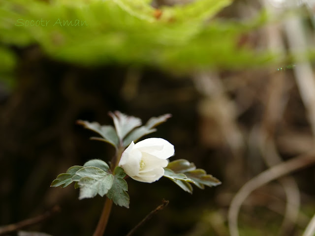 Anemone pseudoaltaica