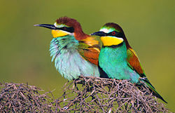 abellerol, abellerols, abejarruco, abejarrucos, merops apiaster