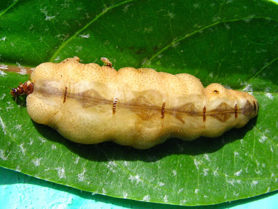 Termite