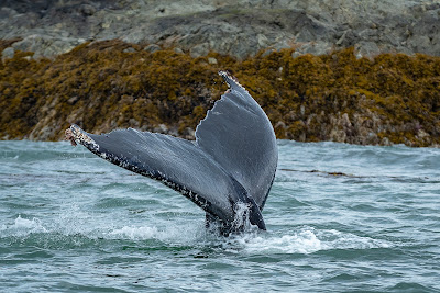 Humpback Whale near Wrangell, Alaska