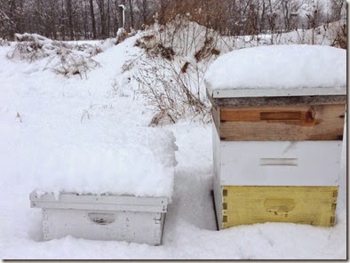 Winterhives