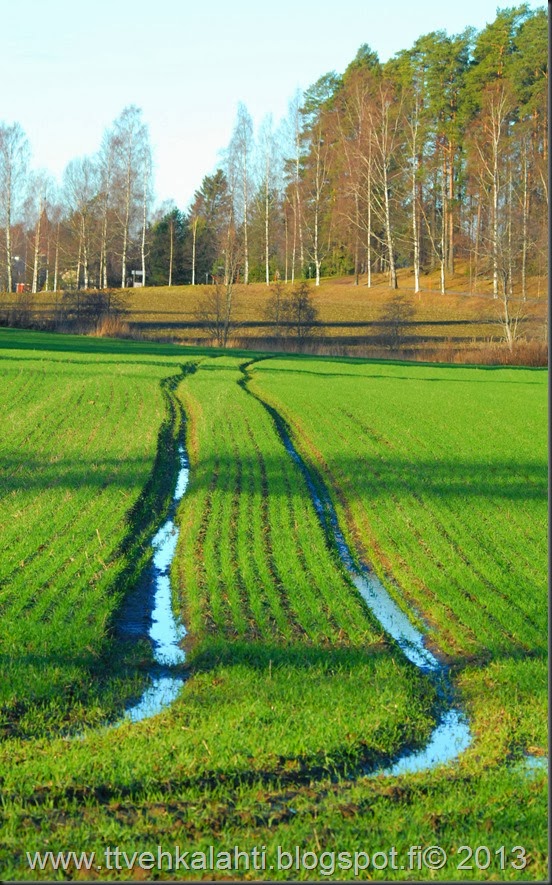 kun rääky n iin alkaa janottamaan  närhi kylvyssä 005