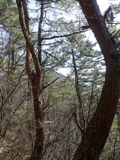 孝霊山　中腹の森の道を降りる