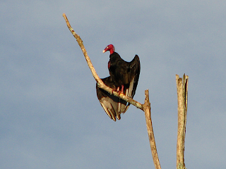 turkey vulture