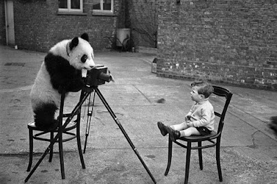 Animal With Camera Seen On www.coolpicturegallery.us