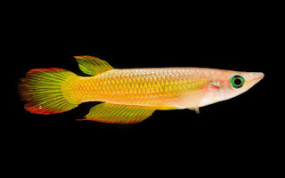 goldenwonderkillifish
