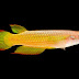 How to Keep Golden Wonder Killifish in Your Home Aquarium