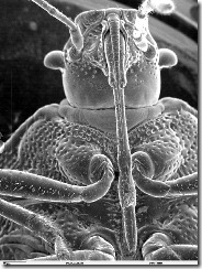 ArchivoHead of Pentatomidae SEM.jpg