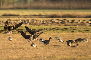 Wildlifefotografie Blässgänse Olaf Kerber