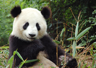 Mengenal Hewan  dan Tumbuhan Nama  Ilmiah Panda  Besar