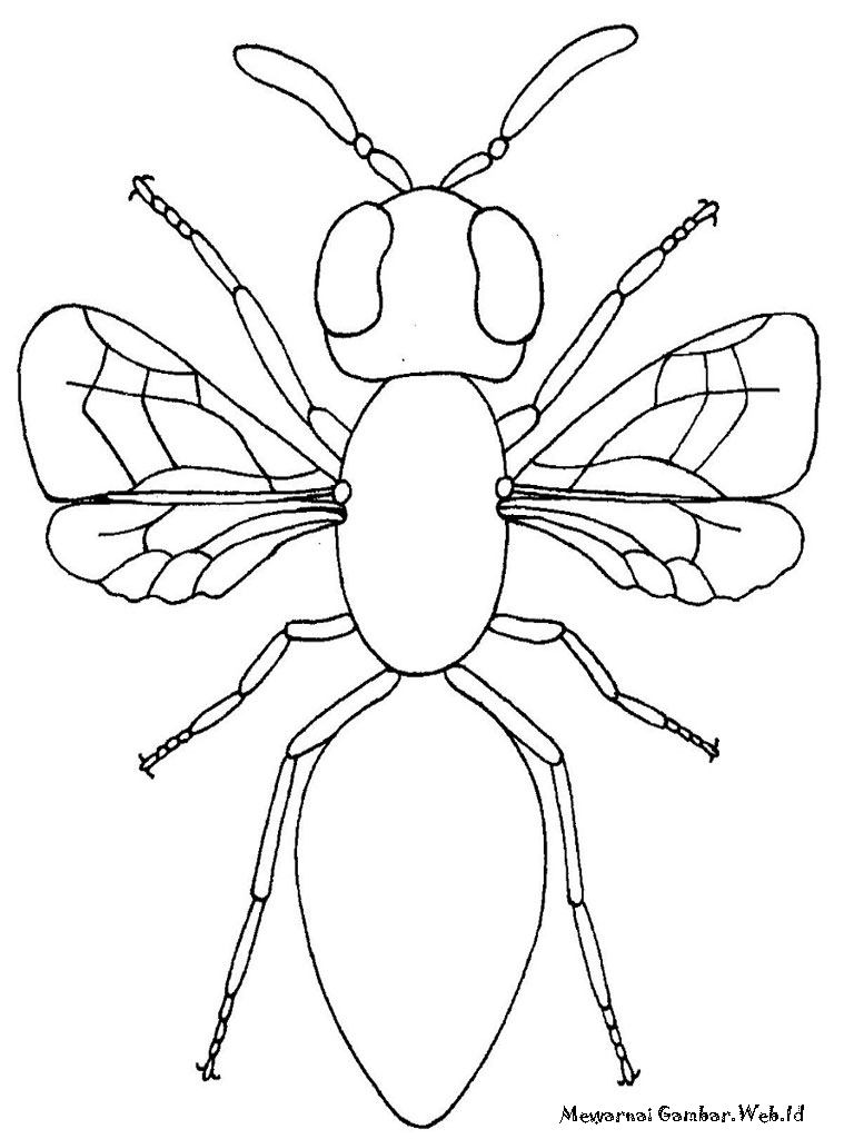 Mewarnai Gambar  Serangga Mewarnai Gambar 