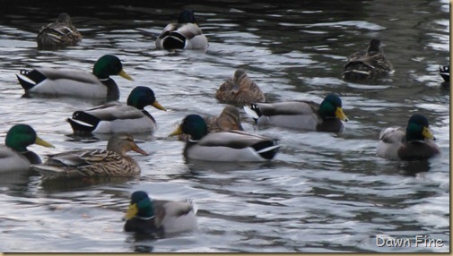 Tufted duck hunt_028