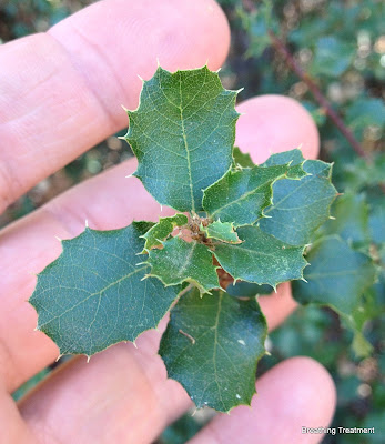 possibly Quercus berberidifolia (inland scrub oak, scrub oak) or Quercus dumosa (Nuttall's scrub oak, coastal sage scrub oak, scrub oak)