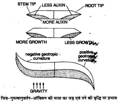 Solutions Class 11 जीव विज्ञान Chapter-15 (पादप वृद्धि एवं परिवर्धन)