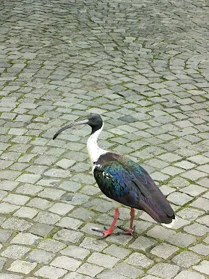 ヘラブルン動物園の鳥