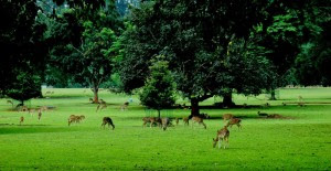 kebun raya bogor