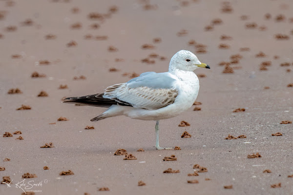 Common gull