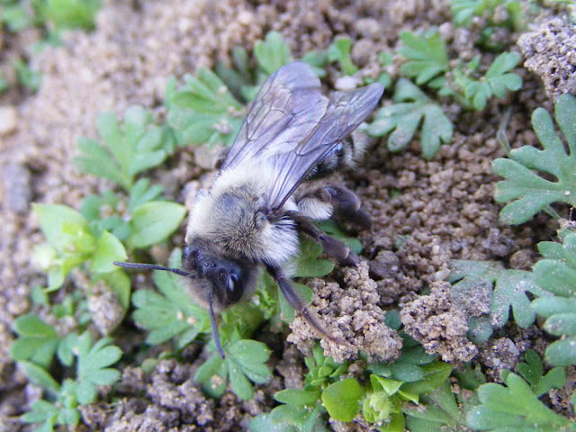 Grey-backed Mining Bee Andrena vaga, Indre et Loire, France. Photo by Loire Valley Time Travel.