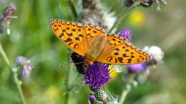 Feuriger Perlmutterfalter, Argynnis adippe