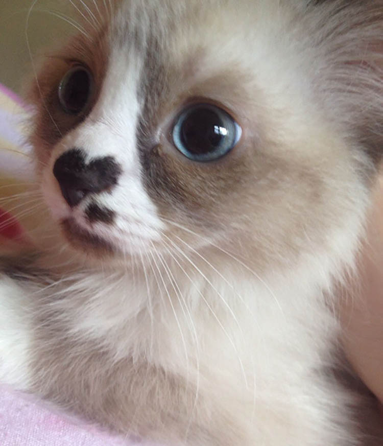 20 Pictures of Cutest Kittens in the World