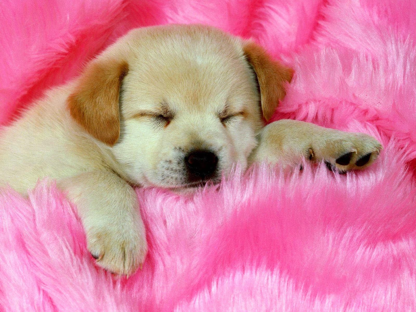 Sleeping Puppies Wallpapers ~ Free HD Desktop Wallpapers ...