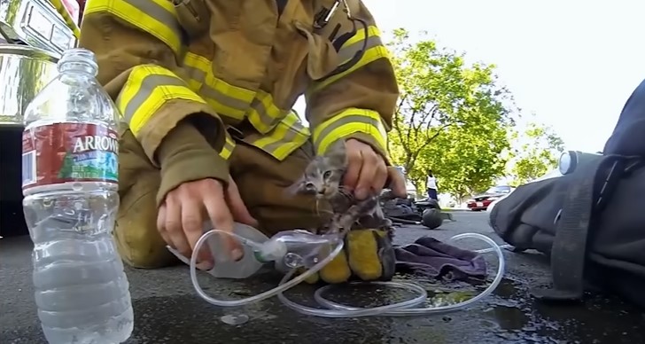 Rescuing kittens on the edge of death - Photo cut from video