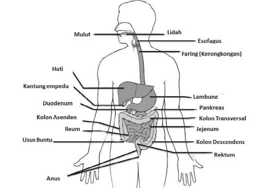 Sistem Pencernaan Manusia